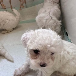 Maltese bison looking for a loving family girls 650 and boys 550/Bichon Frise/Female/3 months,5 girls and 2 boys we are looking for families the price for the girls  they are almost 2 months old is 650 and for the boy 550 he has no vaccines .. I am ready to go.