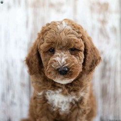 Redmond/Mini Labradoodle									Puppy/Male	/12 Weeks,This little guy would love to be your friend and make some wonderful memories with you! Redmond is looking for a loving home! Family raised, up to date on shots and dewormer, and comes with a 1 year genetic health guarantee. He’s socialized with our children, who help care for the puppies!! He comes with a small bag of food, blanket, toy and a collar. Give us a call today! We’re open Monday-Saturday 8-8 and closed on Sundays. Sunday messages will be returned on Monday. Country Echo Pets,  Raymond Lapp Sunbury Pa 17801 Pa Kennel License #17927