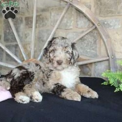 Jenny/Mini Labradoodle									Puppy/Female	/10 Weeks,Are you looking for a multigeneraltional Miniature Labradoodle puppy with a gorgeous colored hypoallergenic coat? This one-of-a-kind puppy is for you! Each puppy in this litter comes up to date on shots and dewormer and will be vet checked before going home. The mother is Jessica a 28lb 3rd Generation Miniature Labradoodle and the father is Trooper a 29lb Miniature Poodle! If you would like to learn more about our puppies contact Nancy today!