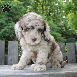 Karl/Mini Labradoodle									Puppy/Male	/9 Weeks,Meet this charming Miniature Goldendoodle puppy who loves people and enjoys attention! This friendly little cutie pie will come up to date on shots and dewormer and will be vet checked before going home. This puppy will remain small and easy to manage its entire life! If you are looking for a well socialized puppy who is easy to train, fun to groom, and a joy to play with contact Mary today! 