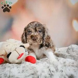 Coco/Cocker Spaniel									Puppy/Female	/7 Weeks,Meet Coco, a fun loving, playful puppy that will be sure to brighten your day! Call or text to meet her.