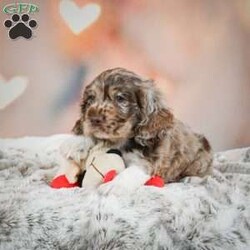 Coco/Cocker Spaniel									Puppy/Female	/7 Weeks,Meet Coco, a fun loving, playful puppy that will be sure to brighten your day! Call or text to meet her.