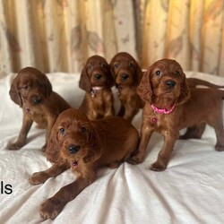 Adopt a dog:Irish Setter Puppies /Irish Setter/Female/7 weeks,Here are our beautiful Irish Setter puppies, 8 boys and 5 girls! Ready to leave from the 2nd August