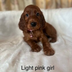 Adopt a dog:Irish Setter Puppies /Irish Setter/Female/7 weeks,Here are our beautiful Irish Setter puppies, 8 boys and 5 girls! Ready to leave from the 2nd August
