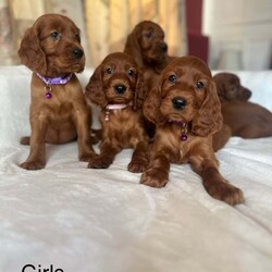 Adopt a dog:Irish Setter Puppies /Irish Setter/Female/7 weeks,Here are our beautiful Irish Setter puppies, 8 boys and 5 girls! Ready to leave from the 2nd August