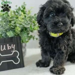 Ruby/Havapoo									Puppy/Female	/12 Weeks,These adorable Havapoo puppies will make a great addition to your family! They are a wonder, ful lap dog and excellent play mate for kids! These puppies all have their unique personalities and energy levels so come visit them to see which would be the best fit for your family! These puppies are ready to go to their new homes today!