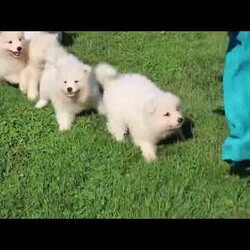 Hank/Samoyed									Puppy/Male	/8 Weeks,Hank is a fluffy and fun-loving Samoyed puppy who is great with kids and can be registered with the ICA. This spirited boy is well socialized, family raised with children, and ready to meet you! Hank has been seen by a vet and is up to date on shots and de-wormer, plus he comes home with a health guarantee provided by the breeder.