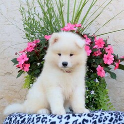 Hank/Samoyed									Puppy/Male	/8 Weeks,Hank is a fluffy and fun-loving Samoyed puppy who is great with kids and can be registered with the ICA. This spirited boy is well socialized, family raised with children, and ready to meet you! Hank has been seen by a vet and is up to date on shots and de-wormer, plus he comes home with a health guarantee provided by the breeder.