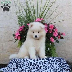 Hank/Samoyed									Puppy/Male	/8 Weeks,Hank is a fluffy and fun-loving Samoyed puppy who is great with kids and can be registered with the ICA. This spirited boy is well socialized, family raised with children, and ready to meet you! Hank has been seen by a vet and is up to date on shots and de-wormer, plus he comes home with a health guarantee provided by the breeder.