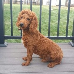 Frankie/Mini Labradoodle									Puppy/Male	/7 Weeks,Meet Frankie! This sweet and adorable F1BB Mini Labradoodle is looking for a forever family!