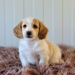 Rollie/Dachshund									Puppy/Male	/June 9th, 2025,Come and meet these beautiful, adorable friendly and simply the best cuddle buddies ever! They are simply stunning! Super friendly, raised in a beautiful USDA certified and NYS inspected home! Very clean and lovely environment with lots cuddles and kisses! Beautiful colors and the dad is a beautiful cream! Mom is a lovely chocolate and tan! Come on out and meet these sweet pups! Will promise to be your very best friend and companion! Loves adventurous hikes , walks , playing outdoors! Call today!!