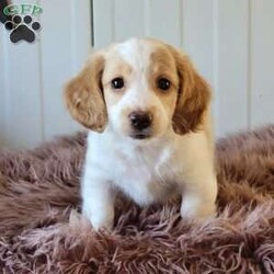 Rollie/Dachshund									Puppy/Male	/June 9th, 2025,Come and meet these beautiful, adorable friendly and simply the best cuddle buddies ever! They are simply stunning! Super friendly, raised in a beautiful USDA certified and NYS inspected home! Very clean and lovely environment with lots cuddles and kisses! Beautiful colors and the dad is a beautiful cream! Mom is a lovely chocolate and tan! Come on out and meet these sweet pups! Will promise to be your very best friend and companion! Loves adventurous hikes , walks , playing outdoors! Call today!!