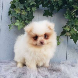 Brody/Pomeranian									Puppy/Male	/8 Weeks,Brody is a sweet pomeranian puppy with a gentle disposition. This cutie is well socialized and will be so happy to meet you! Brody has been vet checked and is up-to-date on shots and deworming. He will make a great addition to your family. For more information or to schedule a visit please feel free to contact us. 
