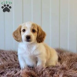 Rollie/Dachshund									Puppy/Male	/June 9th, 2025,Come and meet these beautiful, adorable friendly and simply the best cuddle buddies ever! They are simply stunning! Super friendly, raised in a beautiful USDA certified and NYS inspected home! Very clean and lovely environment with lots cuddles and kisses! Beautiful colors and the dad is a beautiful cream! Mom is a lovely chocolate and tan! Come on out and meet these sweet pups! Will promise to be your very best friend and companion! Loves adventurous hikes , walks , playing outdoors! Call today!!
