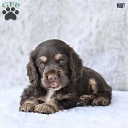 Rudy/Cocker Spaniel									Puppy/Male	/June 13th, 2025,Our beautiful Cocker Spaniel puppies are searching for loving forever homes! These sweet pups have been family raised with lots of care and attention, making them well-socialized and friendly. They’re used to being around children and everyday household activity, which helps them develop into confident and affectionate companions.