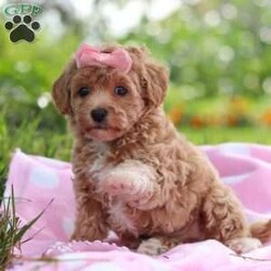 Tabby/Havapoo									Puppy/Female	/7 Weeks,Hi there! I’m Tabby, an irresistibly sweet Havapoo puppy ready to bring love, snuggles, and joy into your life. I’m a cuddle expert who loves giving kisses, chasing toys, and curling up in cozy spots for nap time. My gentle nature and happy personality make me the perfect addition to any home—and I can’t wait to find my forever family to share all my affection with!