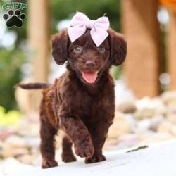 Chai/Dachshund Mix									Puppy/Female	/7 Weeks,Meet our adorable little Doxie-poo, Chai — a perfect blend of sweet charm and playful spunk! This darling pup is as cuddly as they come, with a fun-loving personality that will keep you smiling all day long. They love to play with toys, explore new places, and snuggle up close when it’s time to relax. With their intelligent, affectionate nature, they’re quick to bond with their people and will happily follow you wherever you go.