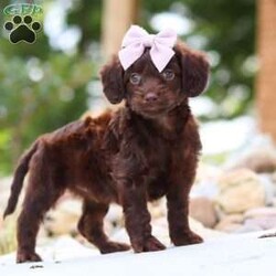Chai/Dachshund Mix									Puppy/Female	/7 Weeks,Meet our adorable little Doxie-poo, Chai — a perfect blend of sweet charm and playful spunk! This darling pup is as cuddly as they come, with a fun-loving personality that will keep you smiling all day long. They love to play with toys, explore new places, and snuggle up close when it’s time to relax. With their intelligent, affectionate nature, they’re quick to bond with their people and will happily follow you wherever you go.