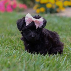 Allie/Yorkie Poo									Puppy/Female	/7 Weeks,Meet Allie– a tiny bundle of love who’s ready to steal your heart with her soulful puppy eyes and affectionate personality. This adorable little Yorkiepoo is family raised, well socialized, and played with daily, making her as friendly as she is adorable. Allie thrives on attention and never turns down a cuddle or a belly rub.