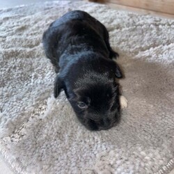 Glen imaal puppy’s /Glen of Imaal Terrier/Female/6 weeks,Glen imaal puppy’s for sale 6 weeks old ready to go in 2 weeks 3 girl puppy’s 4 boys