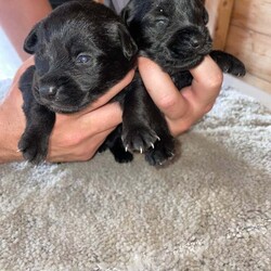 Glen imaal puppy’s /Glen of Imaal Terrier/Female/6 weeks,Glen imaal puppy’s for sale 6 weeks old ready to go in 2 weeks 3 girl puppy’s 4 boys
