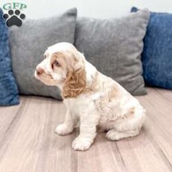 Chase/Cocker Spaniel									Puppy/Male	/7 Weeks,Meet Chase! This sweet and adorable Cocker Spaniel is looking for a forever family!
