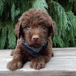 Odie/Labradoodle									Puppy/Male	/7 Weeks,Hi! Im the handsome, chocolate F1B medium labradoodle you’ve been looking for!! I’m all excited for adventures, swimming, running, hiking, and playing in the yard! But I also love lazy days with lots of cuddling! My warm, loving puppy eyes and soft, wavy coat will melt your heart!! Prepare to fall in love! I am loved and cared for by a small family, but I think your home seems right for me! You are welcome to come meet me and take me home or I am willing to travel to your home by delivery.