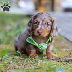 Buddy/Dachshund									Puppy/Male	/7 Weeks,Hi, I’m excited to introduce you to Buddy—an absolutely adorable Miniature Dachshund boy with a silky-smooth coat, floppy ears, and those big, soulful eyes that melt your heart the moment you meet him. He’s the perfect combination of playful energy and affectionate snuggles. Whether he’s proudly trotting at your side, chasing after his favorite toy, or curling up in your lap for a cozy nap, he brings joy to every moment.