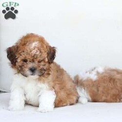 Cooper/Shih-Poo									Puppy/Male	/July 13th, 2025,Cooper is 1 of 4 in his litter , with an approximate adult weight of 12 to 14lbs . 
