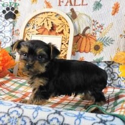 Spooky/Yorkie									Puppy/Male	/8 Weeks,Meet your new BFF, Spooky! This adorable Yorkie puppy is vet checked & up to date on shots & wormer. He is registered, plus comes with a health guarantee provided by the breeder! Spooky is well socialized & currently being family raised with children, making him a perfect addition to your family home!