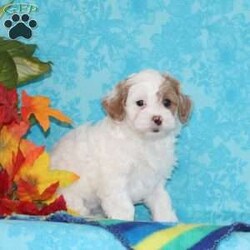 Sapphire/Shih-Poo									Puppy/Female	/8 Weeks,Trixie, our momma shih-poo, weighs in at 15 lbs — she’s a darling, so smart, always ready for some action. Reddy Johnson, our toy poodle weighs 9 lbs, he is a favorite. So sweet, calm for a poodle, always ready to share some love. We have F1b pupppies here, which tend to bring a greater variation, in the poodle and shih-tzu genetics, So pick your favorite! A great mix, poodles are so smart, sharp, and always ready for some exciting playtime. Shih-tzus tend to be more calm and easy going, creating wonderful temperments. These little ones are well socialized — just waiting to give you lots of love! They are up to date on their vaccinations and dewormings, and have been vet checked. Feel free to call with questions, or to set up a time to come visit them. Thanks, 