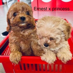 Adopt a dog:Cavapoo F2 puppies/Cavapoo/Female/9 weeks,Cavapoo puppies ready to go fully wormed and fllead they have had 1st vaccine and micro chip vet checked and 2nd vaccine has been payed for mum is Cavapoo and dad is Cavapoo nice red and apricot colours small puppies non malting hair for any more info please call anytime