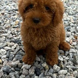 Adopt a dog:Miniature poodle puppy /Miniature Poodle/Female/11 weeks,Are beautiful girl princess has given us 3 beautiful red miniature poodles puppy’s 2 girls 1 boy mum is are kc registered miniature poodle and dad is a miniature kc registered poodle (stud) both mum and dad are pra clear and health tested puppy’s have been raised in a family environment with my 4 kids puppy’s are flea and wormed up to date last boy remaining ready to leave now any more questions feel free to message me  now reserved