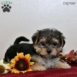 Captain/Morkie / Yorktese									Puppy/Male	/7 Weeks,Our adorable Morkie puppies are ready to find their loving forever homes! These sweet little ones are a delightful mix of Maltese and Yorkshire Terrier, known for their affectionate personalities and playful charm. They have been family raised with lots of love and care, ensuring they are well-socialized and comfortable around children and other pets. With their soft coats and bright, curious eyes, they are sure to steal your heart from the moment you meet them.