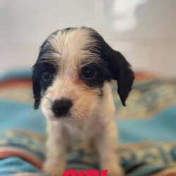 BEAUTIFUL COCKERLIER PUPPIES /Cavalier King Charles Spaniel/Female/8 weeks,Hello everyone we would like to introduce Cherrys 6 (2girls 4boys)  it has been a pleasure to have watched these little beauties grow and grow there own personalities,but the time has come for them to find there forever loving home.These puppies have been raised with other dogs and been around children since birth they are amazing and playful 