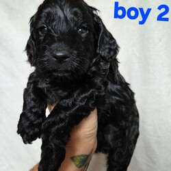 Adopt a dog:F2 cockapoo puppies looking for forever homes /Cockapoo/Female/5 weeks,6 beautiful cockapoo puppies looking for homes out of litter of 8. 3 boys 3 girls.