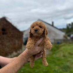 Miniature goldendoodle puppies. /Goldendoodle/Female/9 weeks, 6 miniature F1B golden doodle puppies looking for a new home  