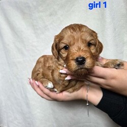 Adopt a dog:F2 cockapoo puppies looking for forever homes /Cockapoo/Female/5 weeks,6 beautiful cockapoo puppies looking for homes out of litter of 8. 3 boys 3 girls.