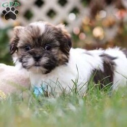 Jaden/Shih Tzu									Puppy/Male	/8 Weeks,Meet Jaden, our sweet ACA registered Shih Tzu puppy! With his soft coat, bright eyes, and gentle personality, he’s sure to capture your heart the moment you meet him. This pup comes from wonderful parents—his dad, Buddy, weighs 13 lbs, and his mom, Lucy, is a petite 9 lbs—giving him the perfect balance of charm and size.