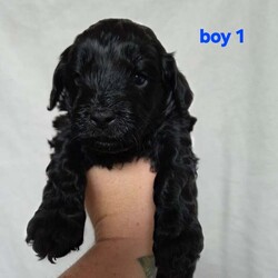 Adopt a dog:F2 cockapoo puppies looking for forever homes /Cockapoo/Female/5 weeks,6 beautiful cockapoo puppies looking for homes out of litter of 8. 3 boys 3 girls.