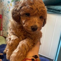 Adopt a dog:Red Toy Poodle two girls available now/Toy Poodle/Female/9 weeks,Margo my Kc registered, fully health tested red toy poodle has had a litter of puppies with a Kc registered, fully health tested Red toy poodle and there are two girls left available.  They have and continue to be brought up in the heart of the home, not caged at all.  Both parents are tiny so true toy poodle sizes of 9in and between 2.5-3kg in weight.  They have had their first injection, been chipped, wormed and flea treated so ready to go to their forever homes.