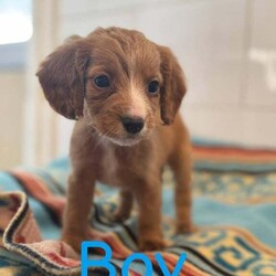BEAUTIFUL COCKERLIER PUPPIES /Cavalier King Charles Spaniel/Female/8 weeks,Hello everyone we would like to introduce Cherrys 6 (2girls 4boys)  it has been a pleasure to have watched these little beauties grow and grow there own personalities,but the time has come for them to find there forever loving home.These puppies have been raised with other dogs and been around children since birth they are amazing and playful 