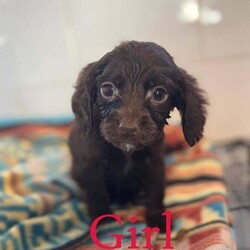 BEAUTIFUL COCKERLIER PUPPIES /Cavalier King Charles Spaniel/Female/8 weeks,Hello everyone we would like to introduce Cherrys 6 (2girls 4boys)  it has been a pleasure to have watched these little beauties grow and grow there own personalities,but the time has come for them to find there forever loving home.These puppies have been raised with other dogs and been around children since birth they are amazing and playful 