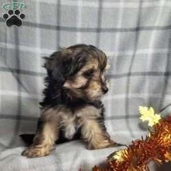 Cinnamon/Morkie / Yorktese									Puppy/Male	/8 Weeks,Cinnamon is a sweet and playful puppy.He has a laid back personality , was raised with children and would love to be part of your family fun. He is ready to give love laughter and cuddles to his forever family. He is up to dates on shots and dewormer. Shipping  is available.  Please contact us to make sweet Cinnamon your very own puppy!