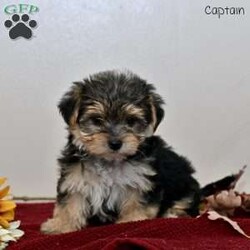 Captain/Morkie / Yorktese									Puppy/Male	/7 Weeks,Our adorable Morkie puppies are ready to find their loving forever homes! These sweet little ones are a delightful mix of Maltese and Yorkshire Terrier, known for their affectionate personalities and playful charm. They have been family raised with lots of love and care, ensuring they are well-socialized and comfortable around children and other pets. With their soft coats and bright, curious eyes, they are sure to steal your heart from the moment you meet them.