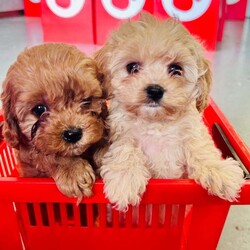 Adopt a dog:Cavapoo F2 puppies/Cavapoo/Female/9 weeks,Cavapoo puppies ready to go fully wormed and fllead they have had 1st vaccine and micro chip vet checked and 2nd vaccine has been payed for mum is Cavapoo and dad is Cavapoo nice red and apricot colours small puppies non malting hair for any more info please call anytime