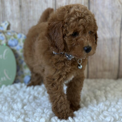 Adopt a dog:Magic/PuppySpot/Male/12 weeks,Hi, I'm Magic! I'm a 12-week-old male Poodle with a beautiful red coat, born on July 3, which makes me a Cancer pup. I am ready now to plan my trip to my forever family. I'm ACA registered. Spending my life with you will make me the happiest puppy ever.