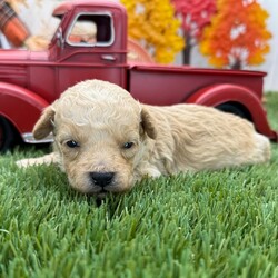 Adopt a dog:Pumpkin/PuppySpot/Male/4 weeks,Hi, I'm Pumpkin! I'm a 4-week-old male Poodle with a beautiful apricot coat, born on August 28, which makes me a Virgo sign. I'll be ready to go home to my forever family after October 23, once I'm grown enough to leave my litter. I'm AKC registered. My bags are packed because my breeder told me that I am going to go start the adventure of my life with my forever family.