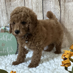 Adopt a dog:Magic/PuppySpot/Male/12 weeks,Hi, I'm Magic! I'm a 12-week-old male Poodle with a beautiful red coat, born on July 3, which makes me a Cancer pup. I am ready now to plan my trip to my forever family. I'm ACA registered. Spending my life with you will make me the happiest puppy ever.