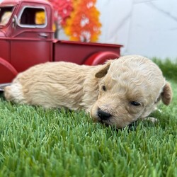 Adopt a dog:Pumpkin/PuppySpot/Male/4 weeks,Hi, I'm Pumpkin! I'm a 4-week-old male Poodle with a beautiful apricot coat, born on August 28, which makes me a Virgo sign. I'll be ready to go home to my forever family after October 23, once I'm grown enough to leave my litter. I'm AKC registered. My bags are packed because my breeder told me that I am going to go start the adventure of my life with my forever family.